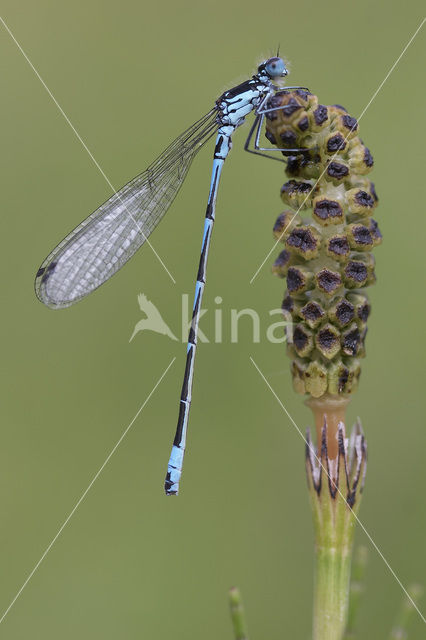 Variabele waterjuffer (Coenagrion pulchellum)