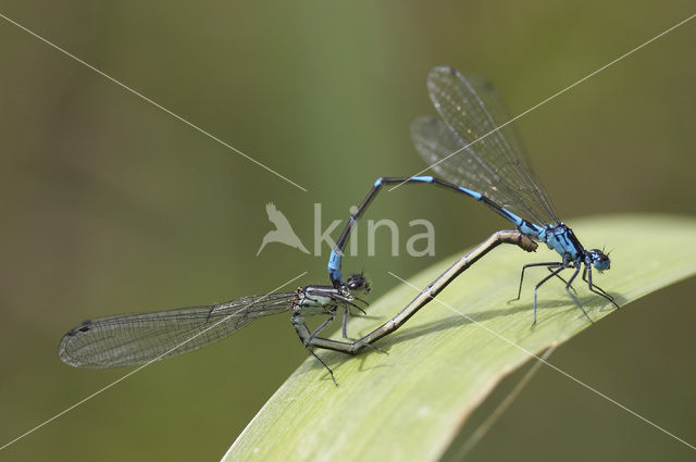 Variable Damselfly (Coenagrion pulchellum)