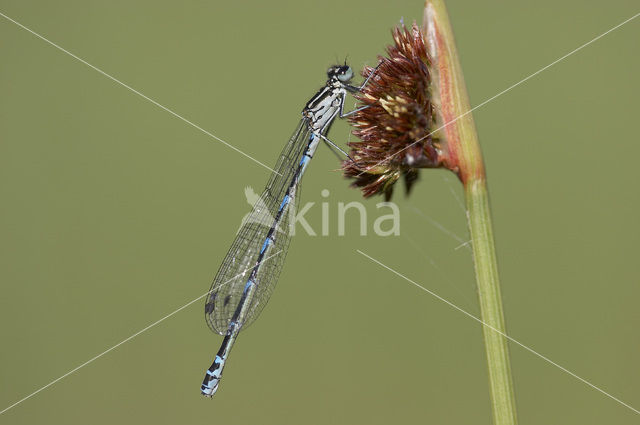 Variable Damselfly (Coenagrion pulchellum)