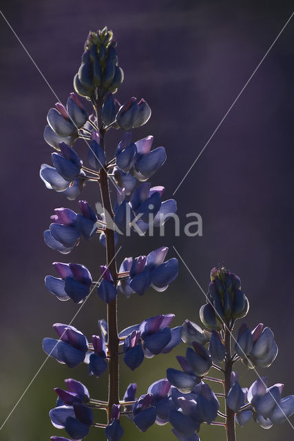 Vaste lupine (Lupinus polyphyllus)