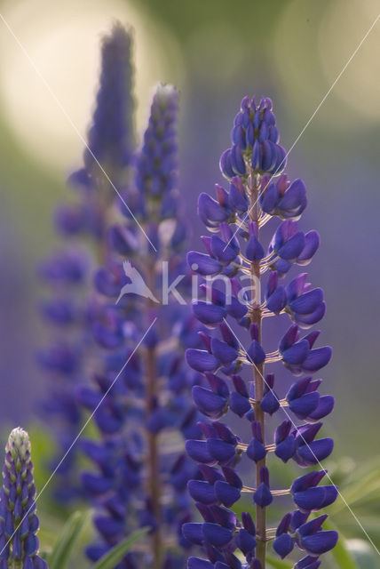 Vaste lupine (Lupinus polyphyllus)