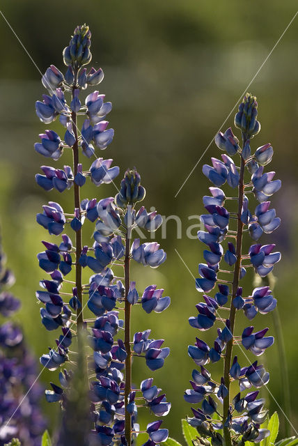 Vaste lupine (Lupinus polyphyllus)