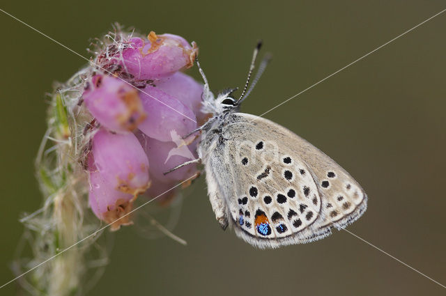 Veenbesblauwtje (Plebejus optilete)