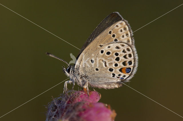 Veenbesblauwtje (Plebejus optilete)