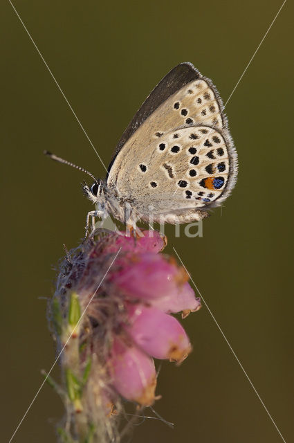 Veenbesblauwtje (Plebejus optilete)