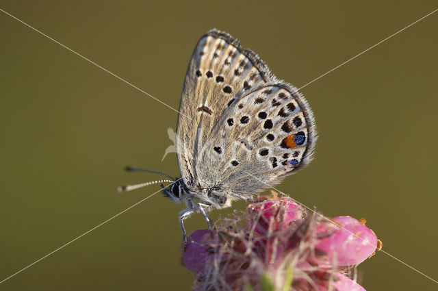 Veenbesblauwtje (Plebejus optilete)