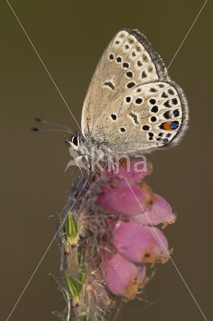 Veenbesblauwtje (Plebejus optilete)