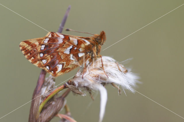 Veenbesparelmoervlinder (Boloria aquilonaris)