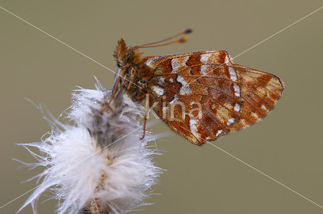 Veenbesparelmoervlinder (Boloria aquilonaris)