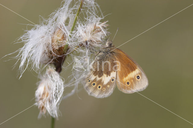 Large Heath (Coenonympha tullia)
