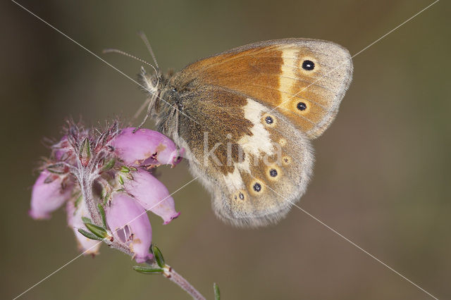 Veenhooibeestje (Coenonympha tullia)