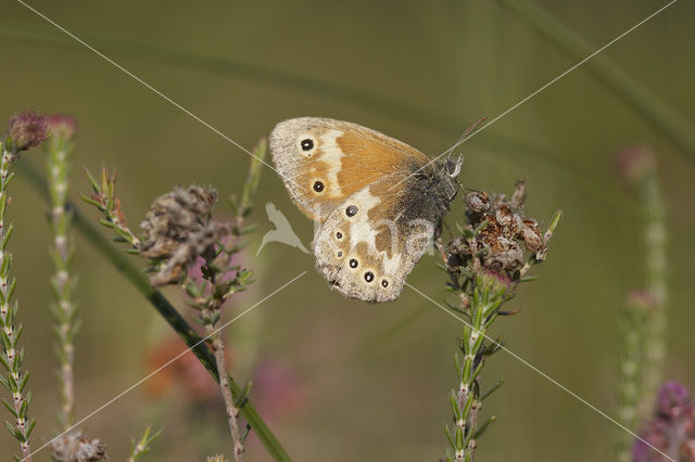 Veenhooibeestje (Coenonympha tullia)