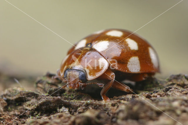 14 spot Ladybird