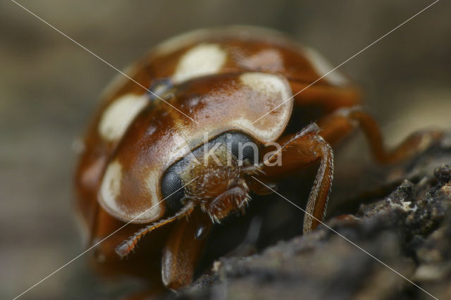 14 spot Ladybird