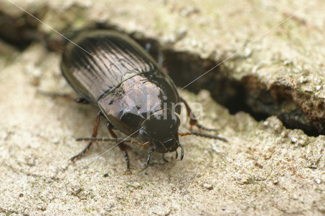 Veldglimmer (Amara communis)