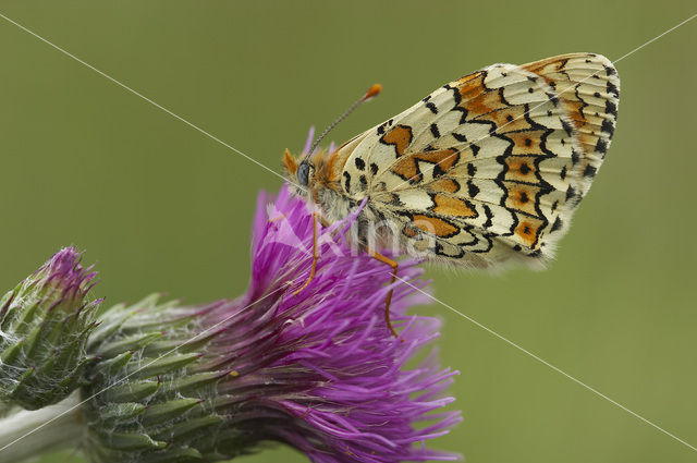 Veldparelmoervlinder (Melitaea cinxia)