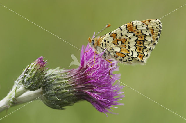 Glanville Fritellary (Melitaea cinxia)