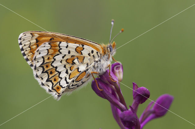 Veldparelmoervlinder (Melitaea cinxia)