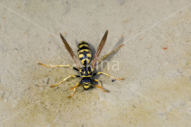 Veldwesp (Polistes gallicus)