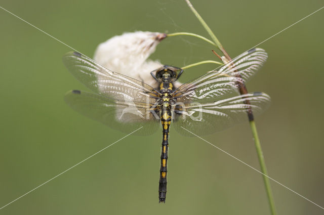 White-faced Darter (Leucorrhinia dubia)