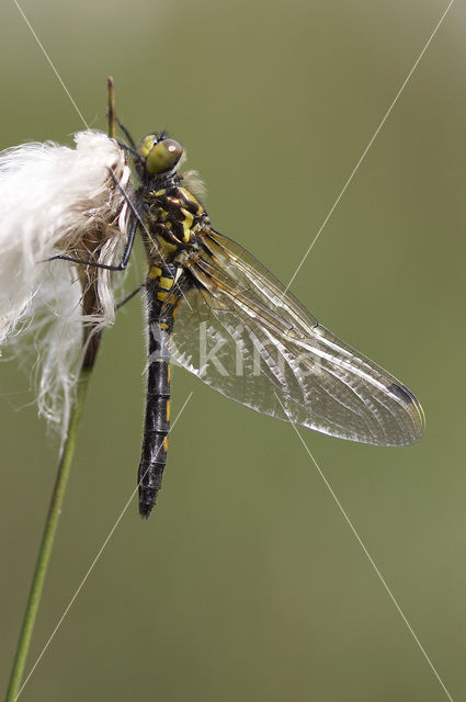 White-faced Darter (Leucorrhinia dubia)