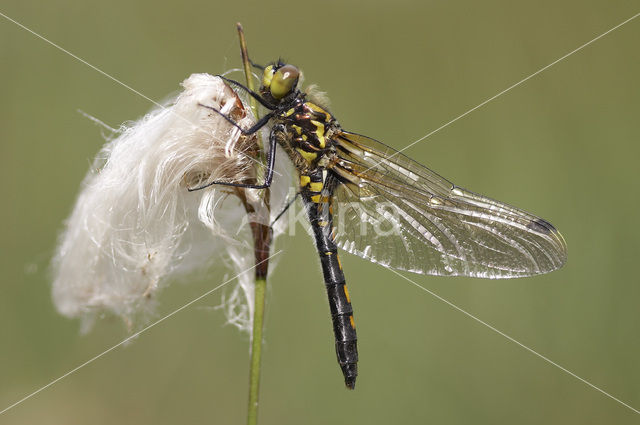 White-faced Darter (Leucorrhinia dubia)