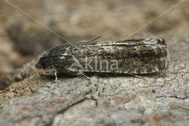 Vierkantoogbladroller (Epinotia tetraquetrana)