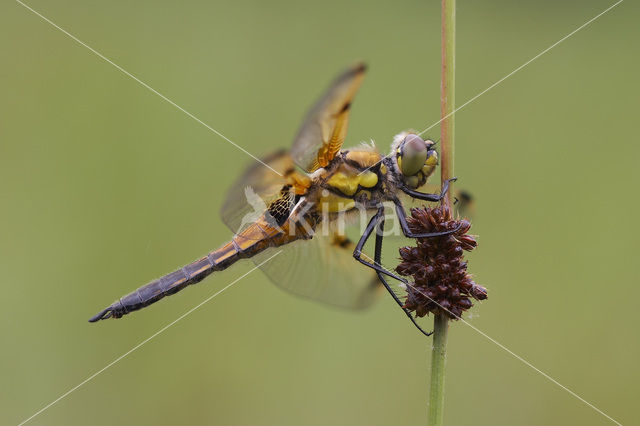 Four-spotted Chaser (Libellula quadrimaculata)