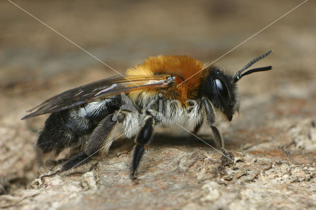 Viltvlekzandbij (Andrena nitida)