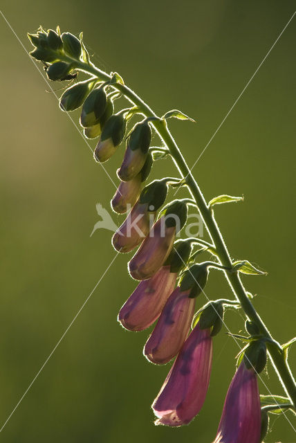 yellow foxglove (Digitalis grandiflora)