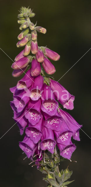 yellow foxglove (Digitalis grandiflora)