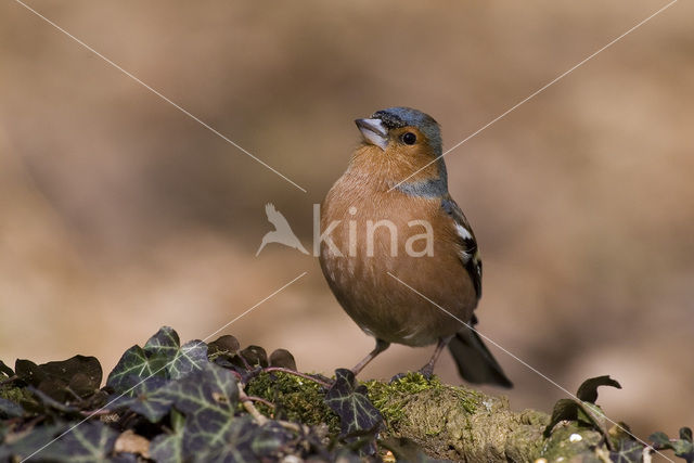 Chaffinch (Fringilla coelebs)