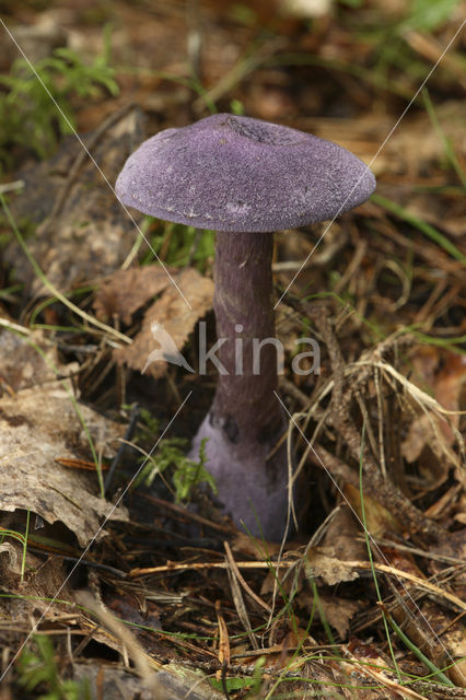 Purple Cort (Cortinarius violaceus)