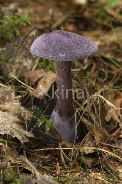 Violette gordijnzwam (Cortinarius violaceus)