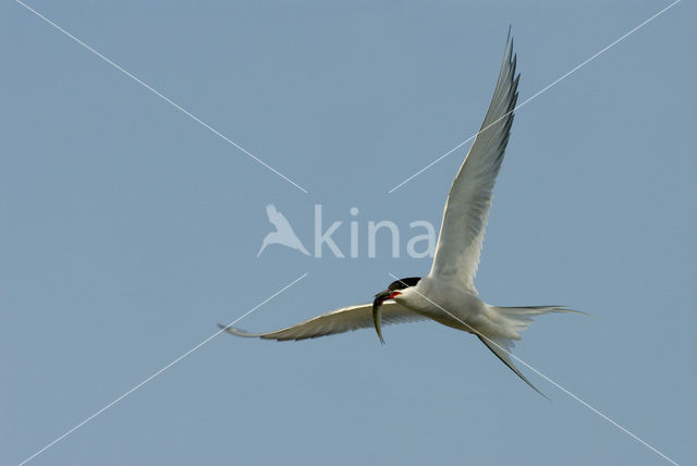 Common Tern (Sterna hirundo)