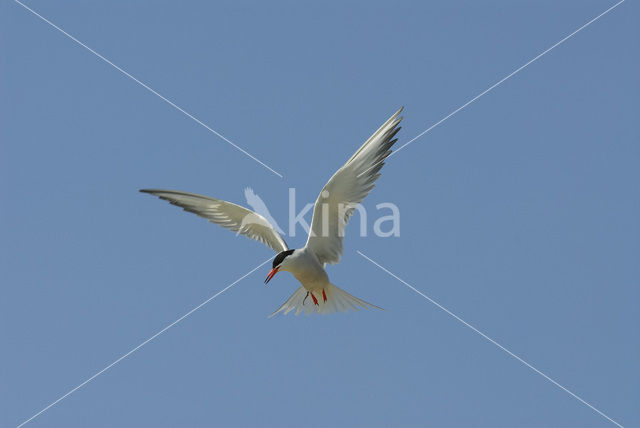 Common Tern (Sterna hirundo)