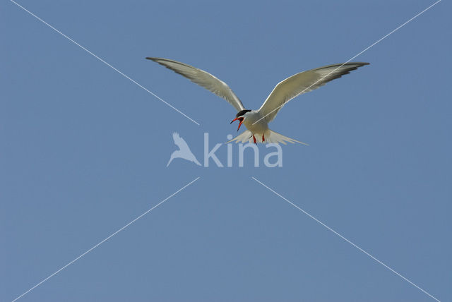 Common Tern (Sterna hirundo)