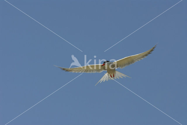 Common Tern (Sterna hirundo)