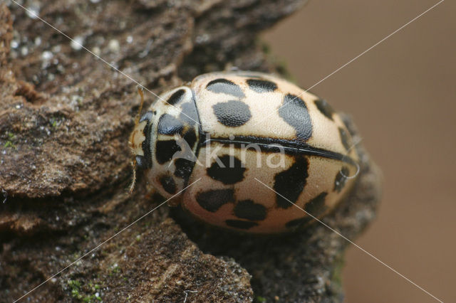 Ladybird (Oenopia conglobata)