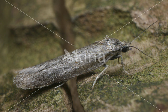 Voorjaarsbladroller (Tortricodes alternella)