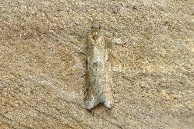 Voorjaarsbladroller (Tortricodes alternella)