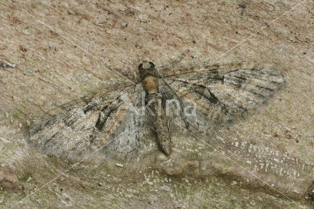 Voorjaarsdwergspanner (Eupithecia abbreviata)