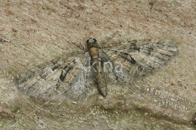 Brindled Pug (Eupithecia abbreviata)