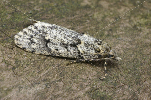 Diurnea fagella