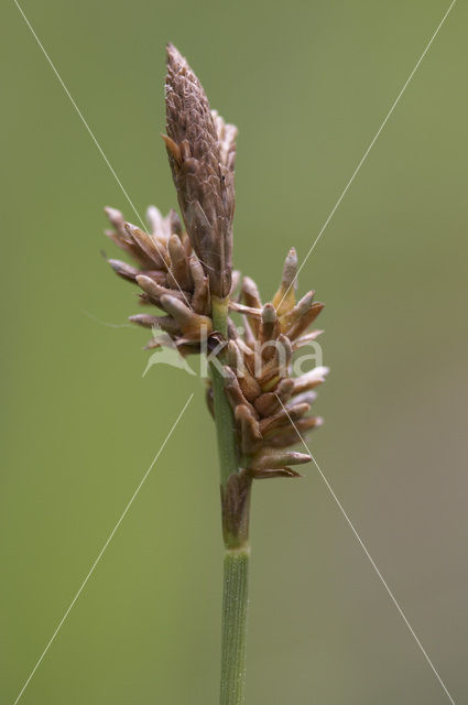 Voorjaarszegge (Carex caryophyllea)