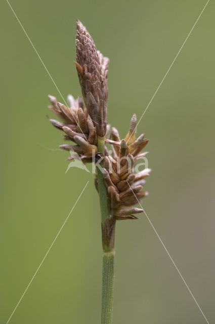 Spring-sedge (Carex caryophyllea)