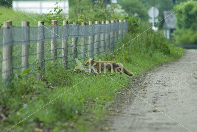 Fox (Vulpes vulpes)