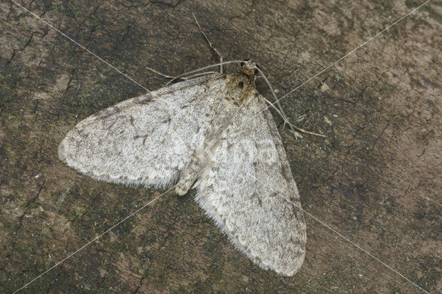 Vroege blokspanner (Trichopteryx carpinata)