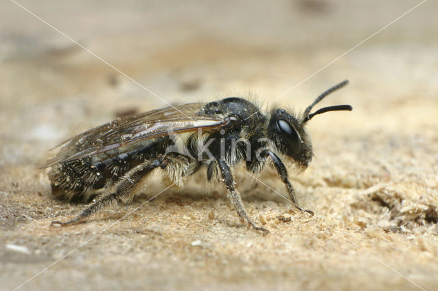 mining bee (Andrena praecox)