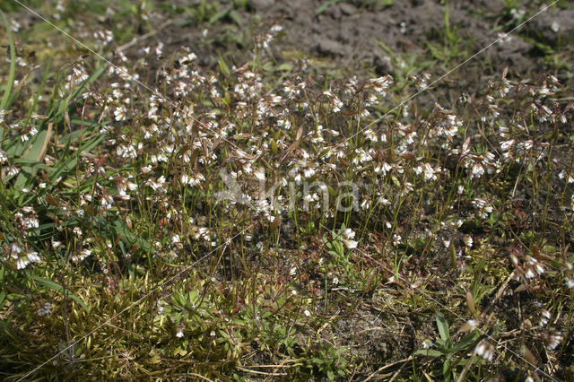 Common Whitlowgrass (Erophila verna)